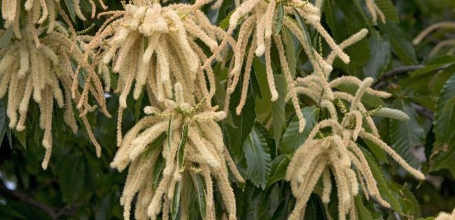 cvetoc-kostanj Kostanjev med v medicinske namene: ne le za boleče grlo, tudi za rane